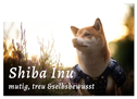 Shiba Inu - mutig, treu, selbstbewusst (Wandkalender 2025 DIN A2 quer), CALVENDO Monatskalender