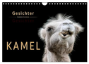 Kamel Gesichter (Wandkalender 2025 DIN A4 quer), CALVENDO Monatskalender