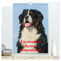 Faszination Berner Sennenhund (hochwertiger Premium Wandkalender 2025 DIN A2 hoch), Kunstdruck in Hochglanz