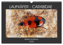 LAUFKÄFER - CARABIDAE (Wandkalender 2025 DIN A3 quer), CALVENDO Monatskalender