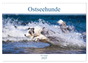 Ostseehunde (Wandkalender 2025 DIN A3 quer), CALVENDO Monatskalender