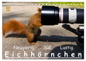 Eichhörnchen (Tischkalender 2024 DIN A5 quer), CALVENDO Monatskalender