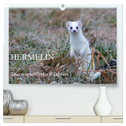 Hermelin - das wieselflinke Raubtier (hochwertiger Premium Wandkalender 2024 DIN A2 quer), Kunstdruck in Hochglanz