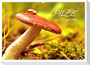 Pilze und Pilzgerichte (Wandkalender 2024 DIN A2 quer), CALVENDO Monatskalender