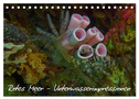Rotes Meer - Unterwasserimpressionen (Tischkalender 2024 DIN A5 quer), CALVENDO Monatskalender