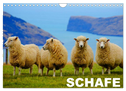 Schafe / Geburtstagskalender (Wandkalender 2024 DIN A4 quer), CALVENDO Monatskalender