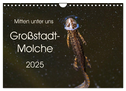 Mitten unter uns - Großstadt-Molche (Wandkalender 2025 DIN A4 quer), CALVENDO Monatskalender