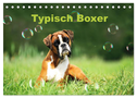 Typisch Boxer (Tischkalender 2024 DIN A5 quer), CALVENDO Monatskalender