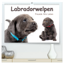 Labradorwelpen - Freunde fürs Leben (hochwertiger Premium Wandkalender 2024 DIN A2 quer), Kunstdruck in Hochglanz