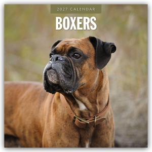 Red, Robin. Boxers - Deutscher Boxer 2027 - 16-Monatskalender - Original Red Robin Publishing Ltd-Kalender [Mehrsprachig] [Kalender]. Browntrout Verlags GmbH, 2026.