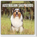 Australian Shepherds - Australian Shepherd 2027 - 16-Monatskalender
