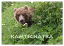 Aug in Aug mit den Braunbären in Kamtschatka (Wandkalender 2024 DIN A3 quer), CALVENDO Monatskalender
