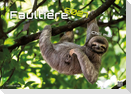 Faultiere - Chill mal! - 2027 - Kalender DIN A3
