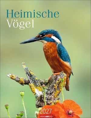 Heimische Vögel Kalender 2027 - Wandkalender mit 12 Fotografien heimischer Vogelarten. Tier-Kalender 2027 zum Aufhängen. Foto-Kalender mit Monatsübersicht. 30 x 39 cm. Weingarten, 2026.