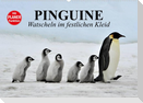 Pinguine - Watscheln im festlichen Kleid (Wandkalender 2023 DIN A2 quer)
