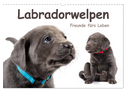 Labradorwelpen - Freunde fürs Leben (Wandkalender 2025 DIN A3 quer), CALVENDO Monatskalender