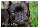 Französische Bulldoggen - Schutzengel auf 4 Pfoten (Wandkalender 2024 DIN A3 quer), CALVENDO Monatskalender