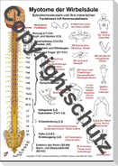 Myotome der Wirbelsäule