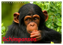 Schimpansen (Wandkalender 2024 DIN A4 quer), CALVENDO Monatskalender