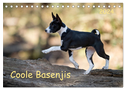 Coole Basenjis (Tischkalender 2024 DIN A5 quer), CALVENDO Monatskalender