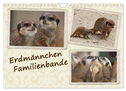 Erdmännchen Familienbande (Wandkalender 2024 DIN A4 quer), CALVENDO Monatskalender