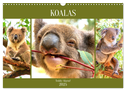Koalas. Teddy-Alarm! (Wandkalender 2025 DIN A3 quer), CALVENDO Monatskalender