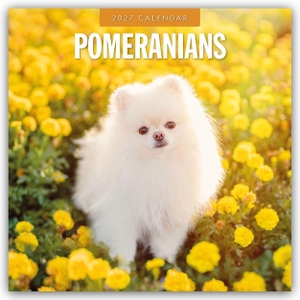Red, Robin. Pomeranians - Zwergspitz - Pomeranian Zwergspitz 2027 - 16-Monatskalender - Original Red Robin Publishing Ltd-Kalender [Mehrsprachig] [Kalender]. Browntrout Verlags GmbH, 2026.
