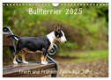 Bullterrier 2025 Frech und fröhlich durch das Jahr (Wandkalender 2025 DIN A4 quer), CALVENDO Monatskalender