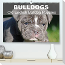 Bulldogs - Old English Bulldog Puppies (Premium, hochwertiger DIN A2 Wandkalender 2022, Kunstdruck in Hochglanz)