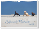 AFGHANISCHE WINDHUNDE 2025 (Wandkalender 2025 DIN A4 quer), CALVENDO Monatskalender