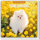 Pomeranians - Zwergspitz - Pomeranian Zwergspitz 2027 - 16-Monatskalender