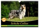 Schicke Collies (Wandkalender 2025 DIN A4 quer), CALVENDO Monatskalender