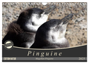 Magellan-Pinguine (Wandkalender 2025 DIN A4 quer), CALVENDO Monatskalender