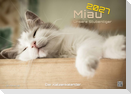 Miau - Unsere Stubentiger - Der Katzenkalender - 2027 - Kalender DIN A3