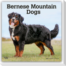 Bernese Mountain Dogs - Berner Sennenhund 2026 - 16-Monatskalender