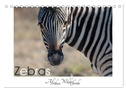 Zebras - Afrikas Wildpferde (Tischkalender 2025 DIN A5 quer), CALVENDO Monatskalender