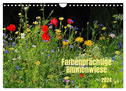 Farbenprächtige Blumenwiese (Wandkalender 2024 DIN A4 quer), CALVENDO Monatskalender