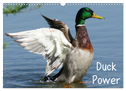 Duck Power (Wandkalender 2024 DIN A3 quer), CALVENDO Monatskalender