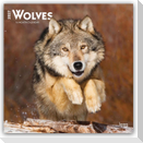 Wolves - Wölfe 2027 - 16-Monatskalender