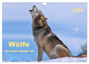 Wölfe - sie sind wieder da (Wandkalender 2024 DIN A4 quer), CALVENDO Monatskalender