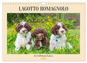 Lagotto Romagnolo - der Trüffelhund Italiens (Wandkalender 2024 DIN A4 quer), CALVENDO Monatskalender