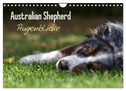 Australian Shepherd - Augenblicke (Wandkalender 2024 DIN A4 quer), CALVENDO Monatskalender
