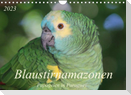 Blaustirnamazonen - Papageien in Paraguay (Wandkalender 2023 DIN A4 quer)