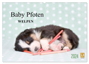 Baby Pfoten (Wandkalender 2024 DIN A2 quer), CALVENDO Monatskalender