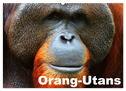Orang-Utans (Wandkalender 2024 DIN A2 quer), CALVENDO Monatskalender