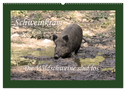 Schweinkram - Die Wildschweine sind los (Wandkalender 2024 DIN A2 quer), CALVENDO Monatskalender