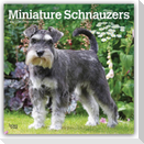 Miniature Schnauzers - Zwergschnauzer 2027 - 16-Monatskalender