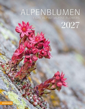 Athesia-Tappeiner Verlag (Hrsg.). Alpenblumen Kalender 2027 - Fiori alpini - Alpine flowers. Athesia Tappeiner Kal., 2026.