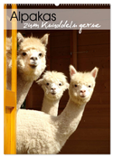 Alpakas zum Knuddeln gerne (Wandkalender 2024 DIN A2 hoch), CALVENDO Monatskalender