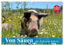 Von Säuen die Schwein haben! (Wandkalender 2024 DIN A2 quer), CALVENDO Monatskalender